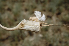 Allium affine
