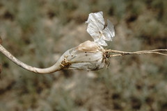Allium affine