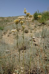Centaurea reflexa