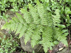 Diplazium pseudodoederleinii