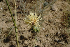 Centaurea reflexa
