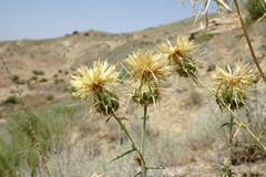 Centaurea reflexa