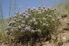 Ziziphora serpyllacea