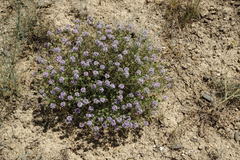 Ziziphora serpyllacea