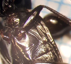 Limodromus assimilis