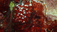 Polycitoridae