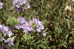 Ziziphora serpyllacea