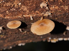 Entoloma readiae