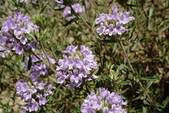 Ziziphora serpyllacea