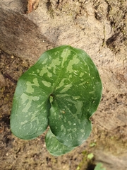 Arisarum vulgare