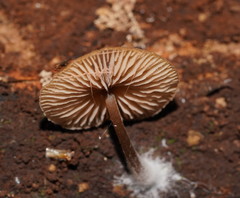 Entoloma readiae