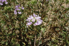 Ziziphora serpyllacea