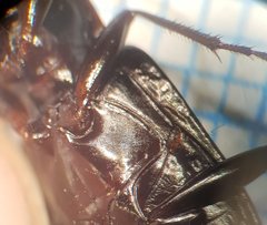 Limodromus longiventris