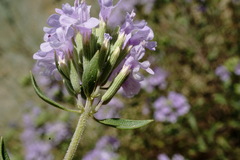 Ziziphora serpyllacea
