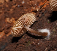Entoloma readiae