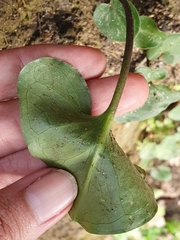 Arisarum vulgare