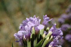 Ziziphora serpyllacea