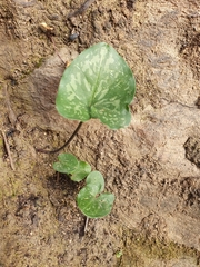 Arisarum vulgare