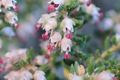Erica hispidula hispidula