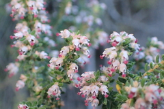 Erica hispidula hispidula