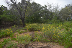 Crotalaria aridicola