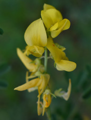 Crotalaria aridicola