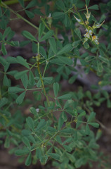 Crotalaria aridicola