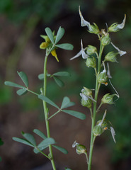 Crotalaria aridicola