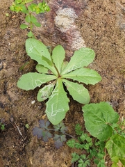 Hypochaeris glabra