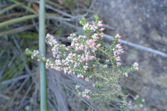 Erica hispidula hispidula