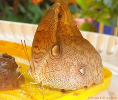 Opsiphanes boisduvallii