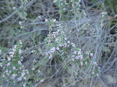 Erica hispidula hispidula