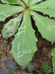 Hypochaeris glabra