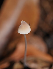 Mycena austrofilopes