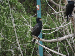 Phalacrocorax carbo