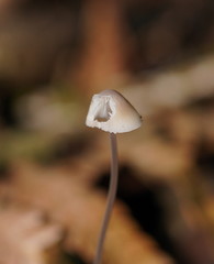 Mycena austrofilopes