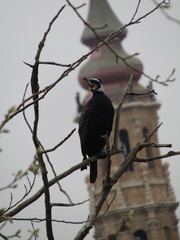 Phalacrocorax carbo