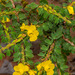 Chamaecrista desvauxii - Photo (c) Morten Ross, some rights reserved (CC BY-NC), uploaded by Morten Ross