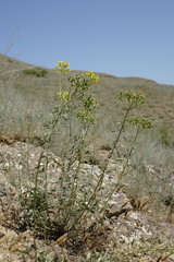 Haplophyllum villosum