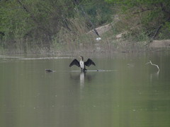 Phalacrocorax carbo