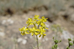 Haplophyllum villosum
