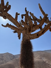 Browningia candelaris