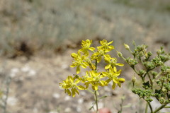 Haplophyllum villosum