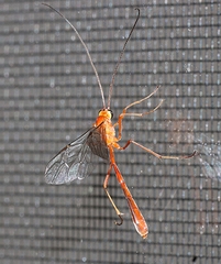 Dicamptus fuscicornis