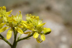 Haplophyllum villosum