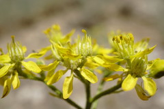 Haplophyllum villosum
