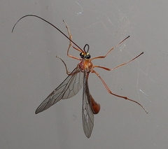 Dicamptus fuscicornis