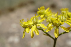 Haplophyllum villosum