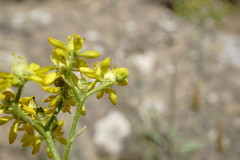 Haplophyllum villosum