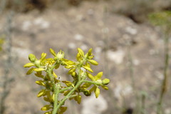 Haplophyllum villosum